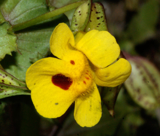 Mimulus lewisii