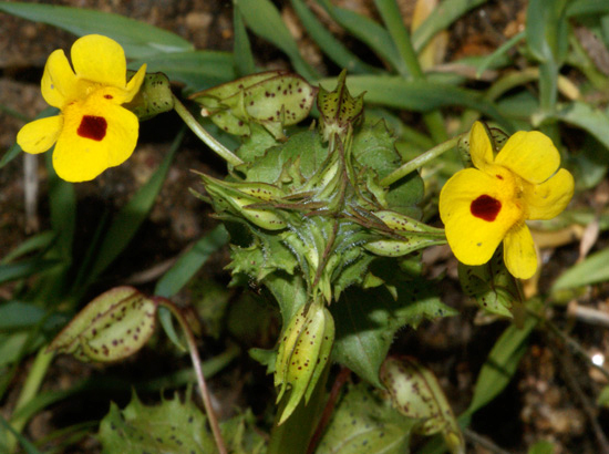 Mimulus lewisii